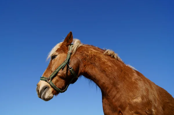 Pferd und Pferdesport — Fotografia de Stock