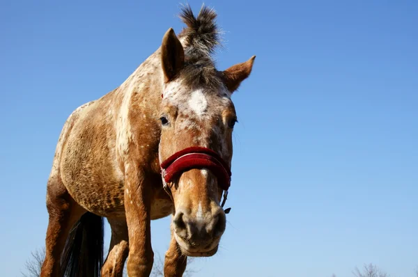 Pferd und Pferdesport — Stockfoto