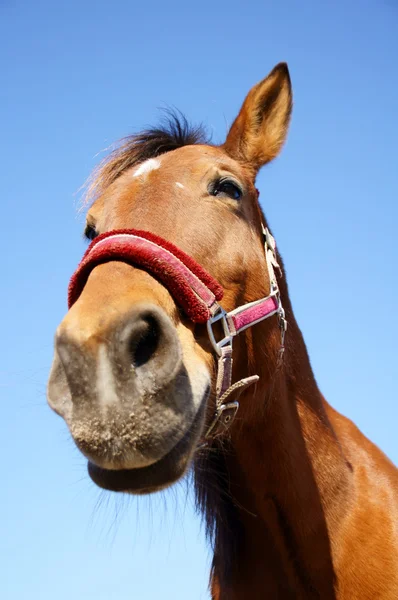 Pferd und Pferdesport —  Fotos de Stock
