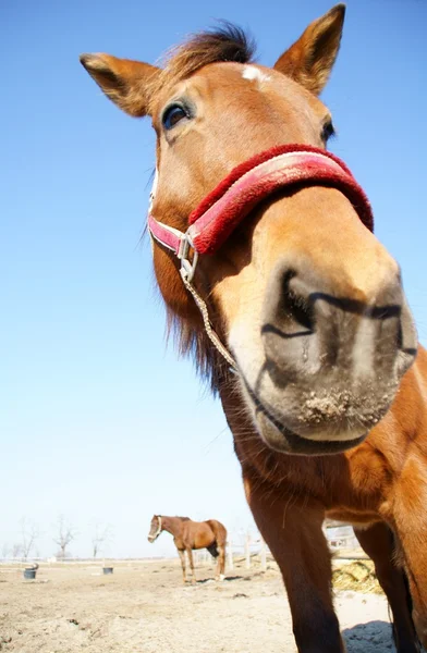 Pferd und Pferdesport — Fotografia de Stock