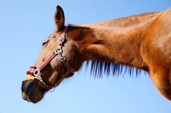 Pferd und Pferdesport — Foto Stock