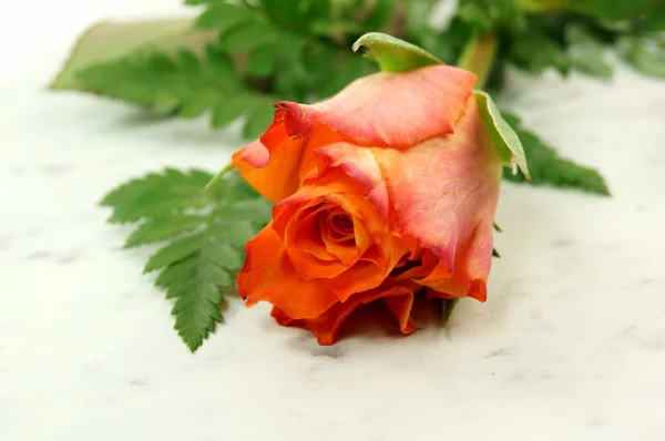 Eine Rose — Photo
