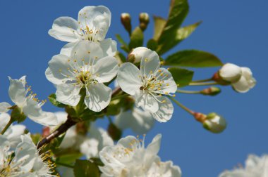 Kirschblüte