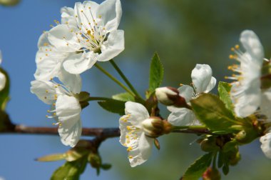 Kirschblüte