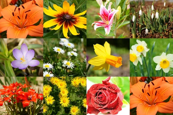 Blumen und Blüten — Stock fotografie