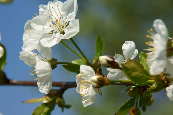 Kirschblüte — Stock fotografie