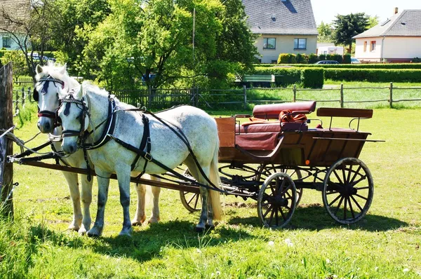 Transporte puxado a cavalo — Fotografia de Stock