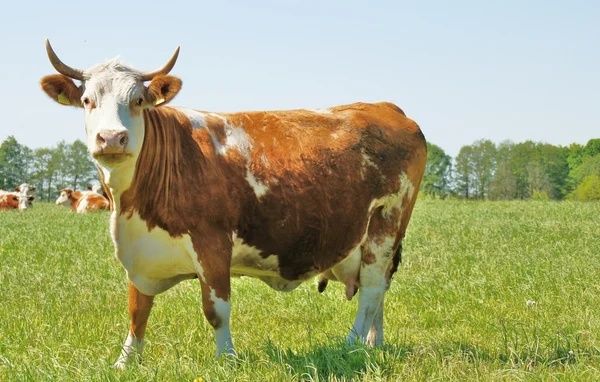 Brown Cow — Zdjęcie stockowe