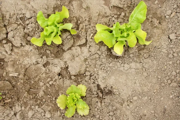Salata bitki — Stok fotoğraf