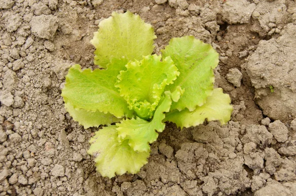 Salata bitki — Stok fotoğraf