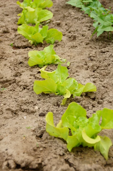 Salad plant — Stock Photo, Image