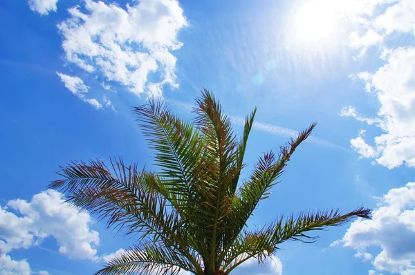Palme und Wolken — Stockfoto