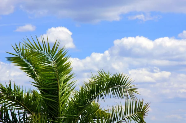 Palma e nuvens — Fotografia de Stock