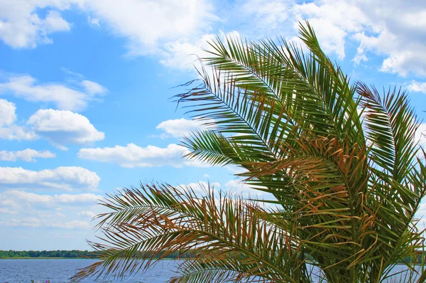 Palmiye ve bulutlar — Stok fotoğraf