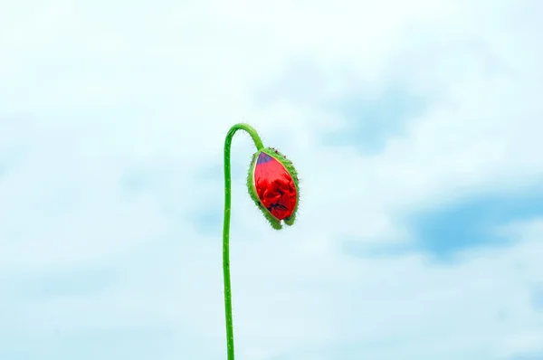 stock image Red Poppy