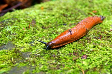 Slug snail clipart
