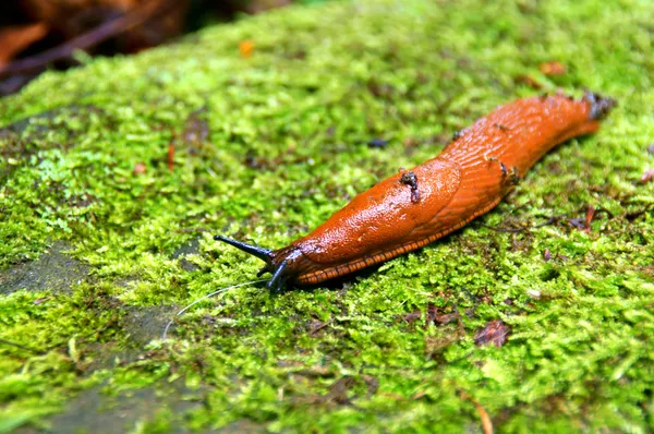Escargot des limaces — Photo