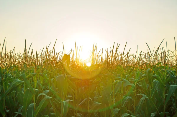 Kukorica a területen — Stock Fotó