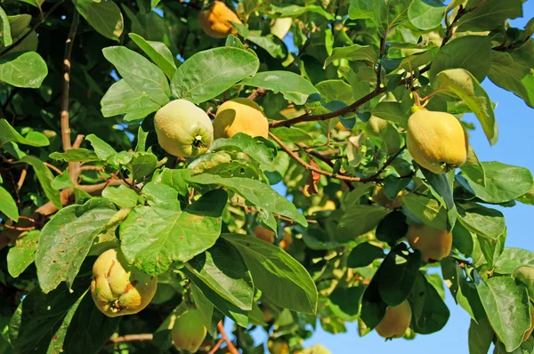 Quince — Stock Photo, Image