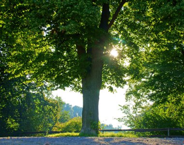 Sylvan