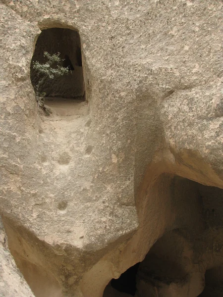 stock image Old rock window with tree