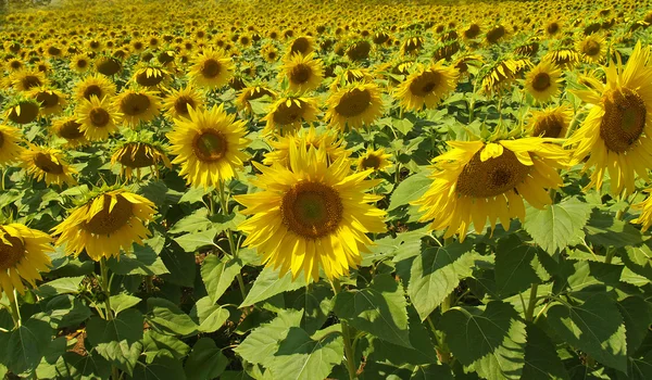 Sunflowers whit blue sky