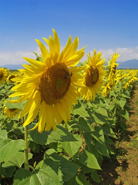Sunflowers whit blue sky — Stock Photo, Image