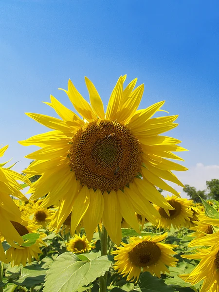 Sunflowers whit blue sky — Stock Photo, Image