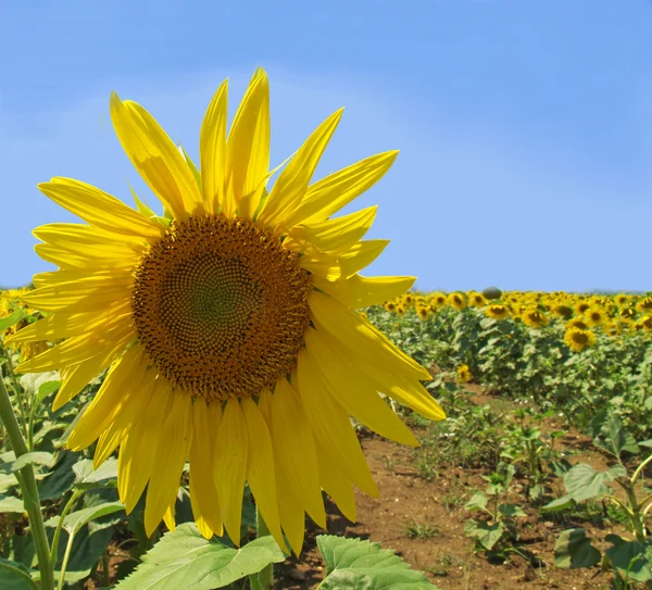 Sunflowers whit blue sky