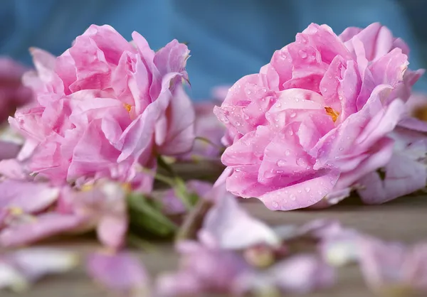 Róża damasceńska — Zdjęcie stockowe