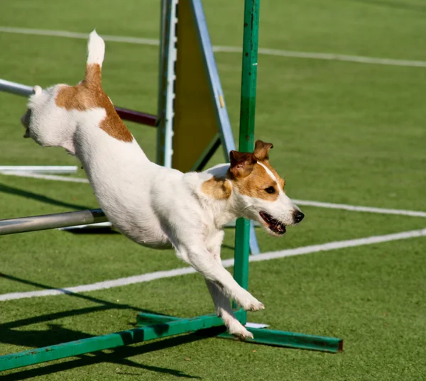 Cão agilidade — Fotografia de Stock