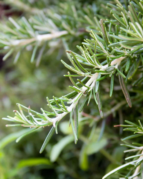 stock image Rosemary