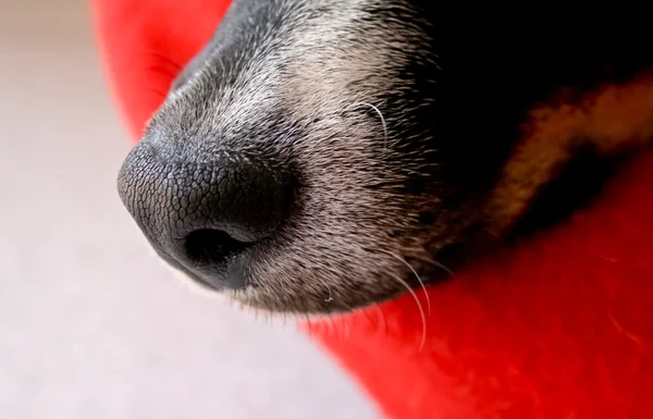 Собаки ніс — стокове фото