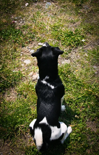 stock image Dog's waiting