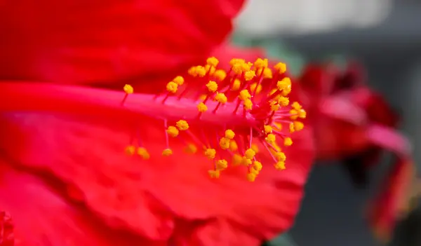 Núcleo da flor — Fotografia de Stock