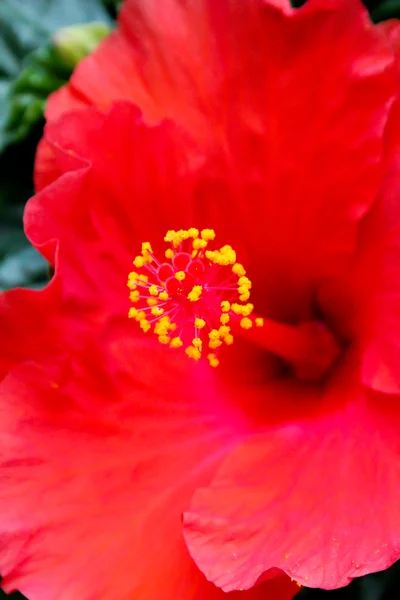 Noyau de fleur — Photo