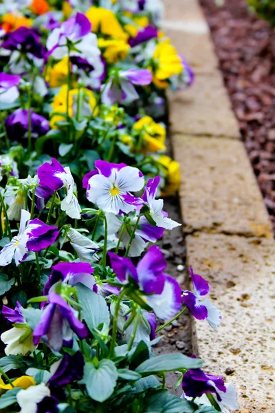 stock image Flowers on the trail