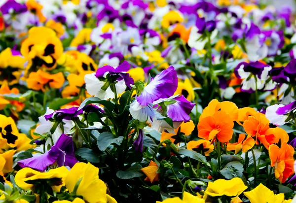 stock image Colorful flowers