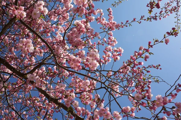 Sakura gökyüzünde