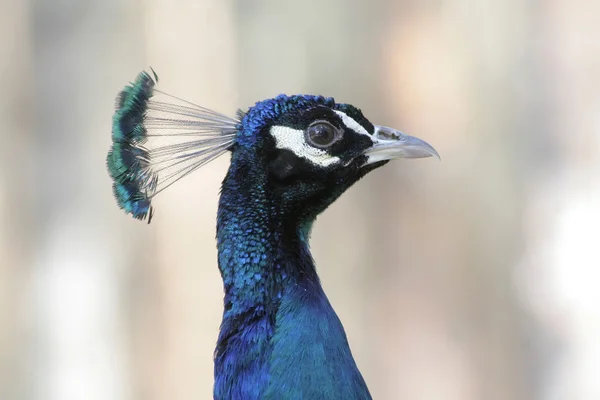 stock image Peacock