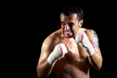 agresif boksör kanlı yüzü