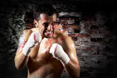 agresif boksör kanlı yüzü