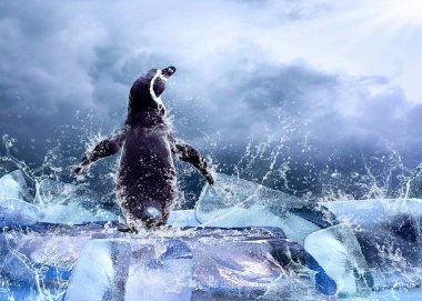 Penguin on the Ice in water drops. clipart