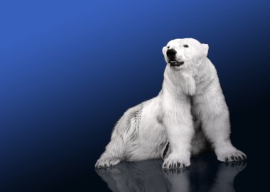 White Polar Bear Hunter - sitting clipart