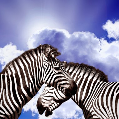 Two Zebras on the sky clipart