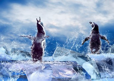 Penguin on the Ice in water drops. clipart