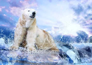 su damlaları içinde buz üzerinde beyaz kutup ayısı avcı