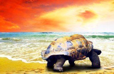 Big Turtle on the tropical oceans beach clipart