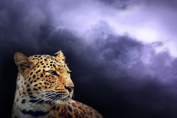 Leopar ve karanlık gökyüzü üzerinde yıldırım — Stok fotoğraf