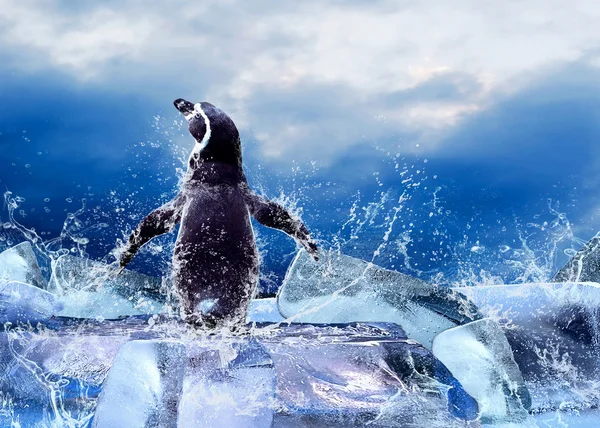 Pingvin csepp víz a jégen. — Stock Fotó
